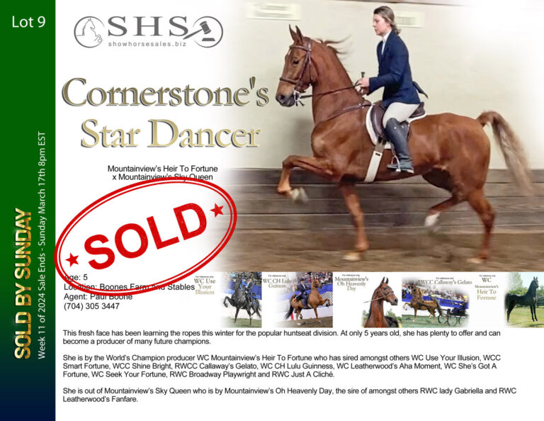 Home - Show Horse Sales
